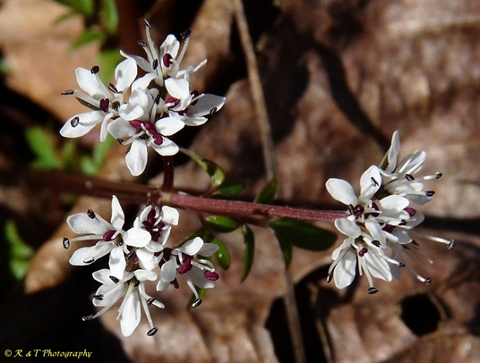 {Erigenia bulbosa}